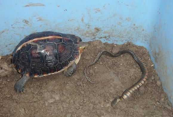 所以这里我介绍一种龟,黄缘闭壳龟,又称作克蛇龟,食蛇龟,顾名思义在 