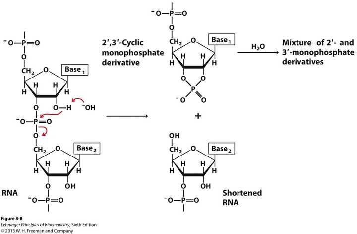 rna容易降解的另外一个原因是自然界存在大量的rnase(rna酶,而且