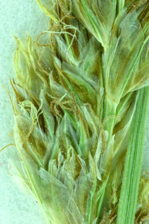 求专业英语翻译 狗尾巴草英文简称 Urpimp网