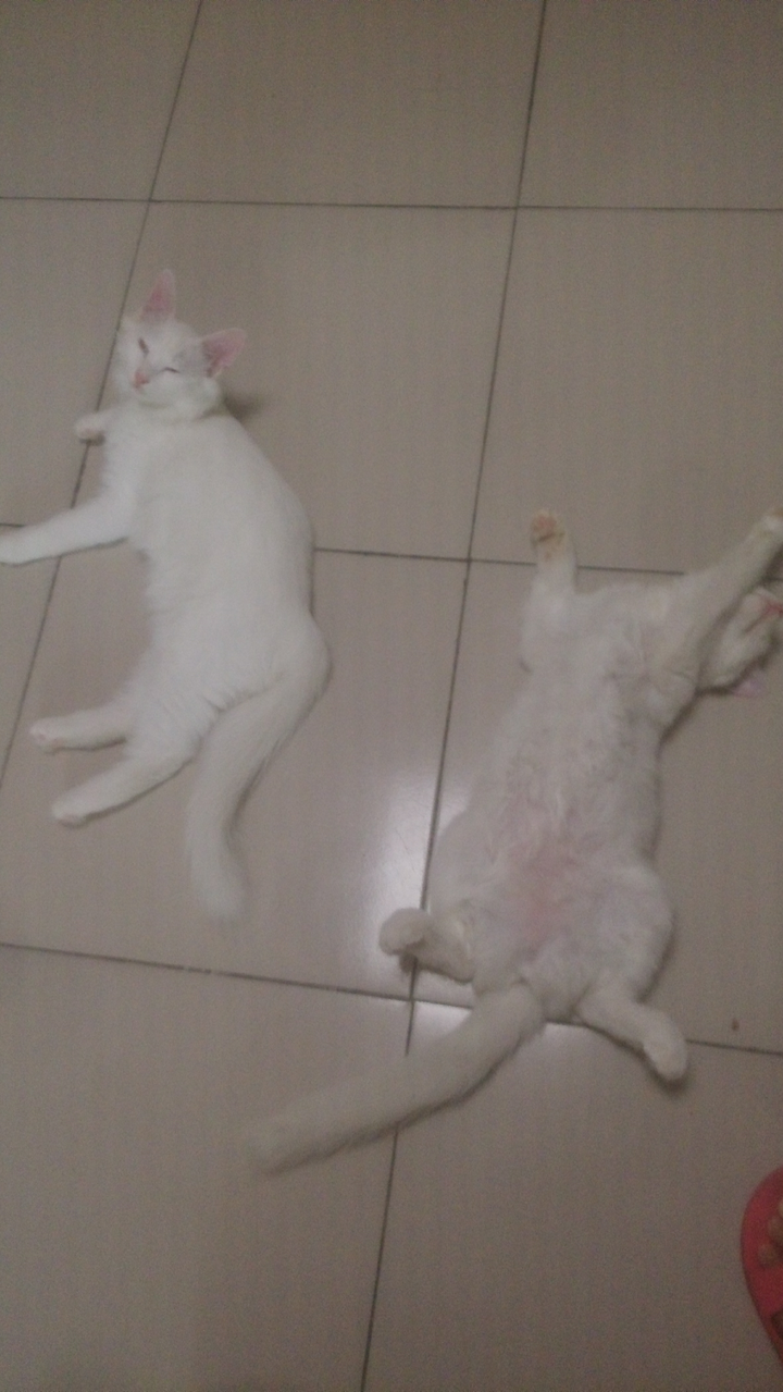 猫薄荷为什么会使猫嗨起来 知乎 猫薄荷为什么会使猫嗨起来 知乎