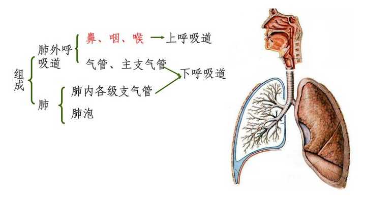 婴儿在母亲肚子是否会呼吸 知乎