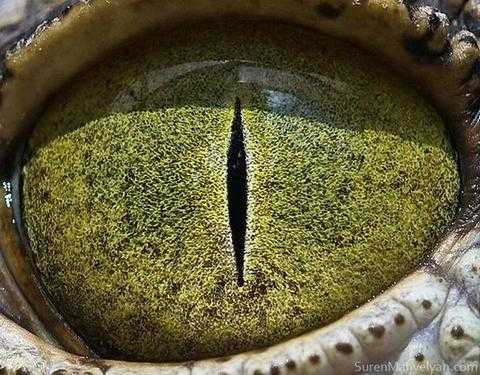 龙的眼睛有什么特点图片