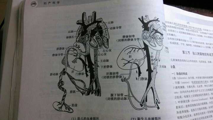 假如母親是a型血,孩子是b型血,那孩子在母體的時候血液是如何循環的?