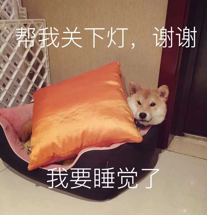 柴犬的颜值可以有多高?