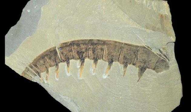 1911年,又发现了"拉甘虫",归类为棘皮类.