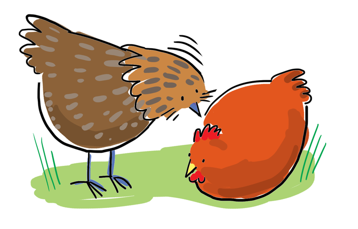 peck作动词的意思是:"小 鸡啄米"的 "啄"