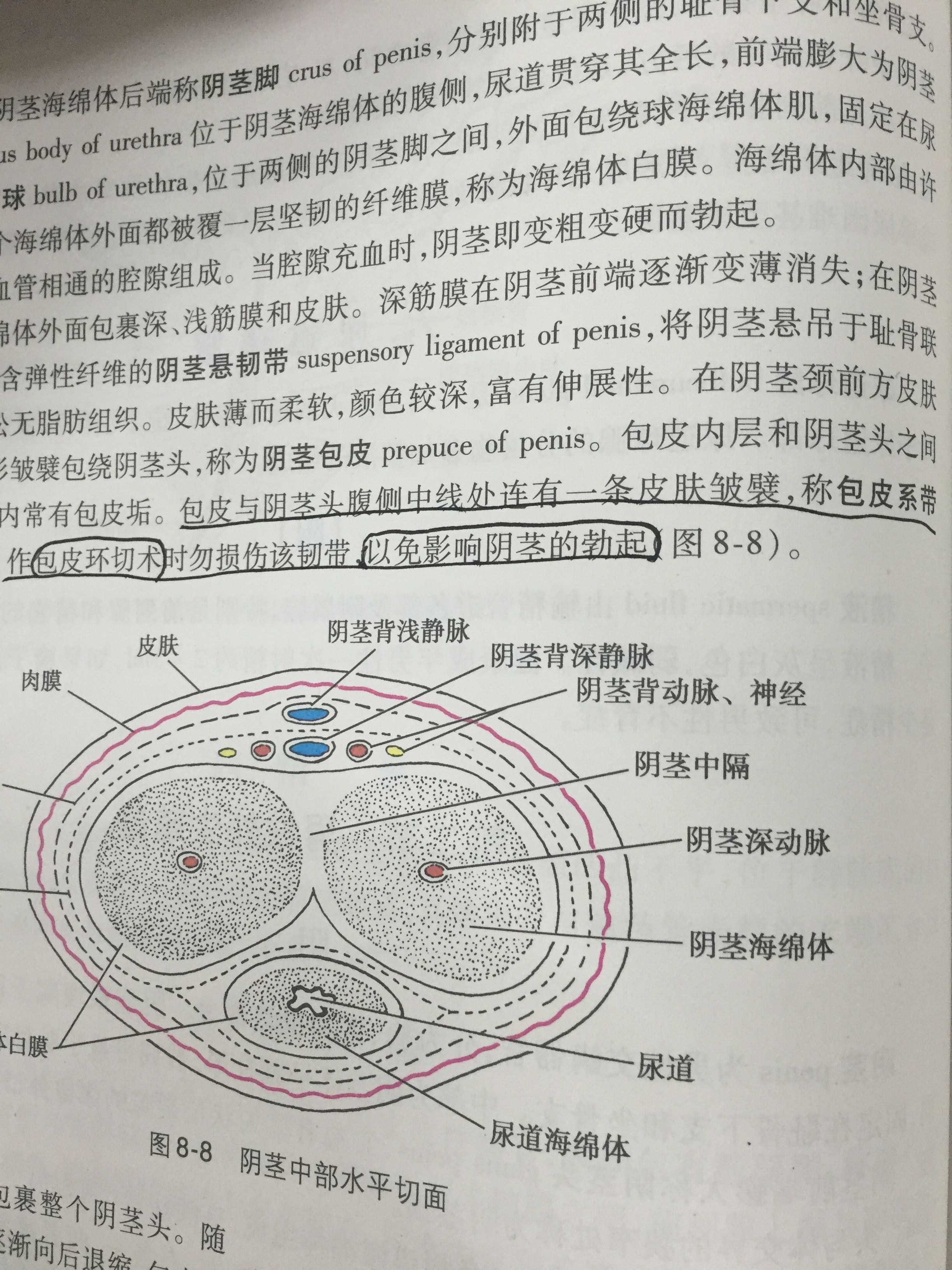 系带是什么东西图片