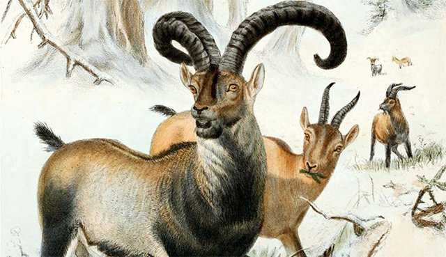 加上这个名字,一个领头羊,后面两个山羊角,挺好玩的,有画面感,挺喜