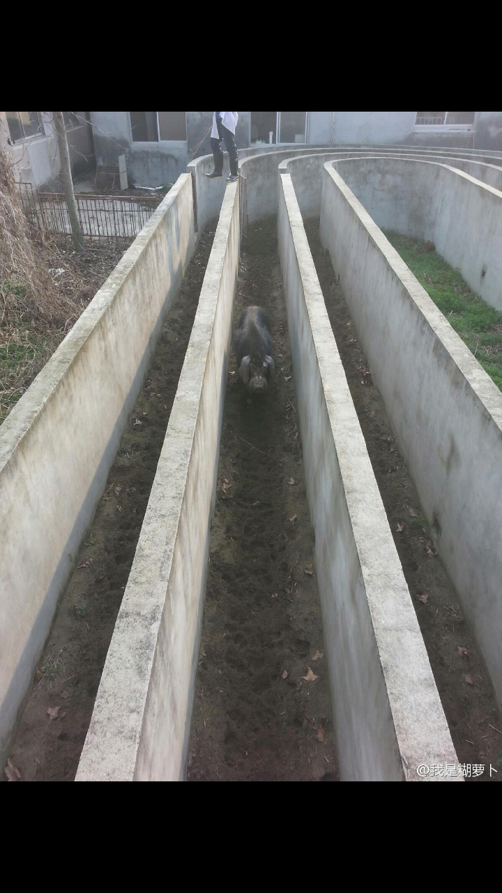 被牛和猪等家畜攻击是何种体验?它是否会持续攻击?