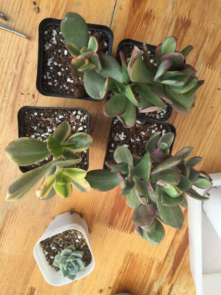 最后那个应该就是花月蓝鸟啦