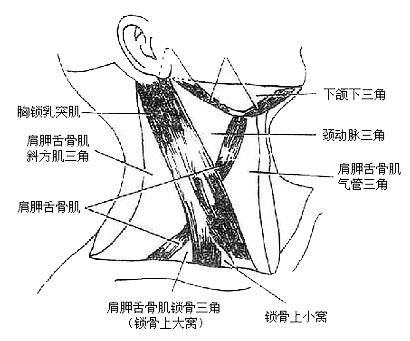 胸锁乳突肌三角定位图片