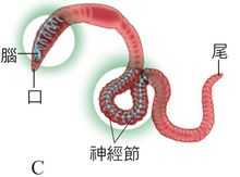 从原始的网状神经系统进化为脊椎动物复杂的神经系统，经历了哪些关键变化？这些变化提供了哪些进化中的优势？ - 知乎
