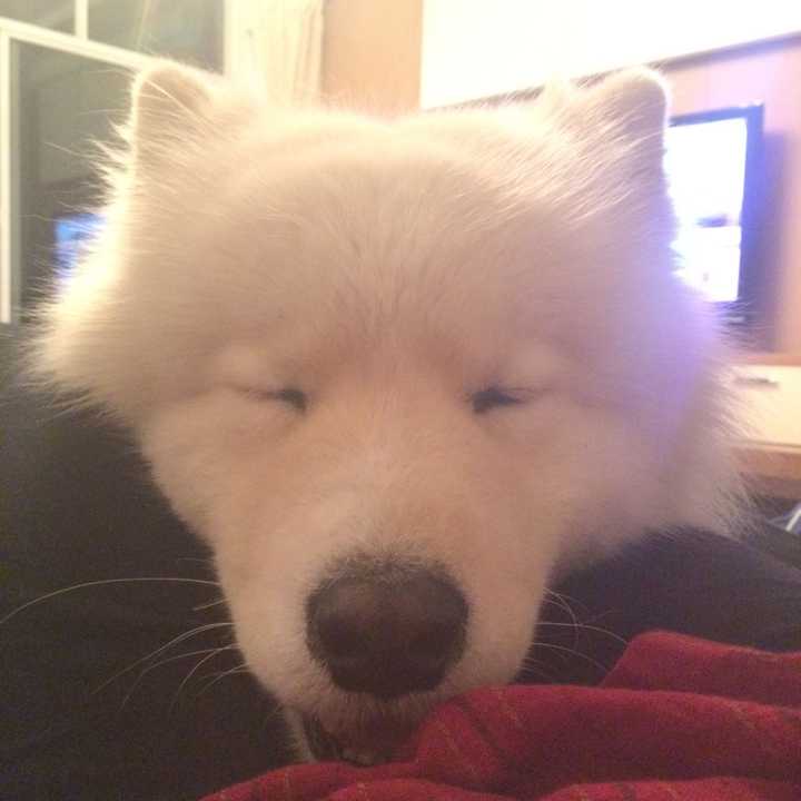 把萨摩耶从小养到大是怎么样的一种体验 知乎 把萨摩耶从小养到大是怎么样的一种体验 知乎