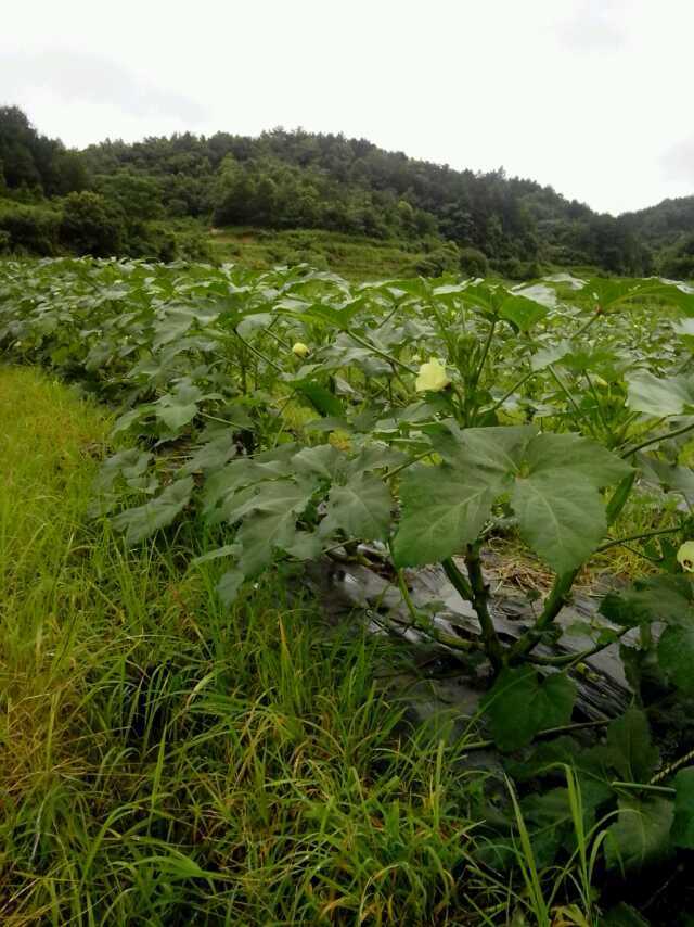 秋葵是什么?有什么用处?