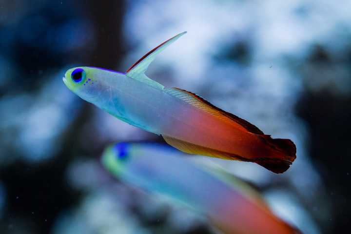 海洋生物的颜值可以多高?