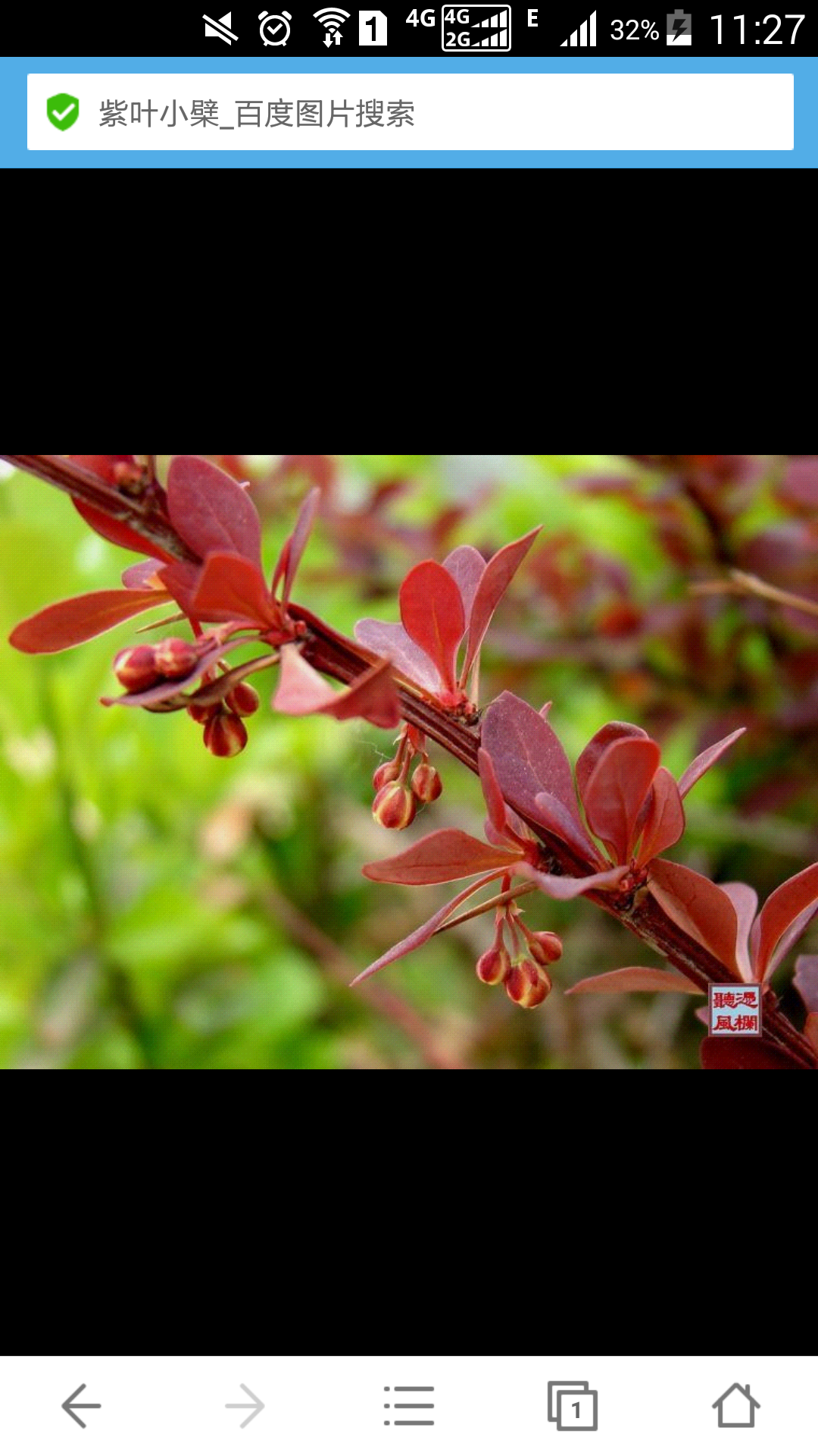 红花檵木与紫叶小檗图片