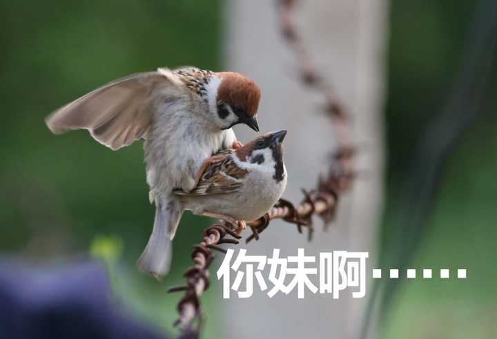 鸟类怎么交配的 知乎 鸟类怎么交配的 知乎