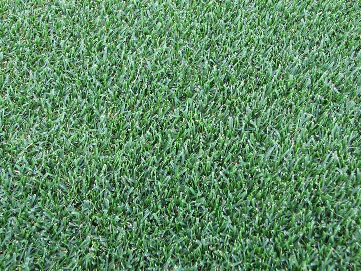 草坪上的草学名是什么 知乎