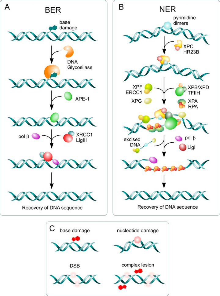 即 dna 损伤的修复机制?