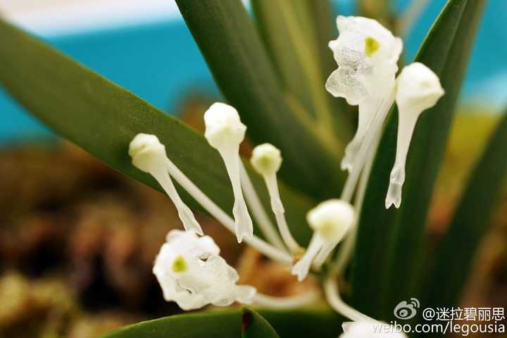 日本山荷叶 在淋雨之后花瓣变成透明的 是真的吗 知乎