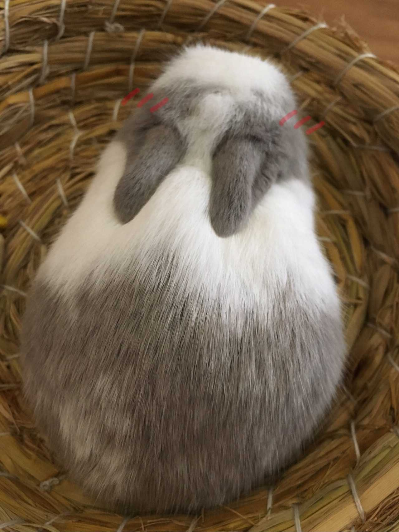 兔子为什么一直舔自己 养兔子的十大禁忌