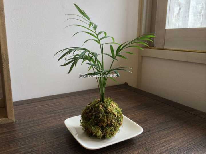 有哪些有禅意的植物 知乎 有哪些有禅意的植物 知乎
