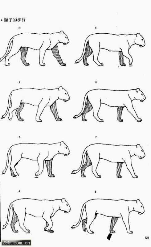 四腿动物走路腿的顺序图片