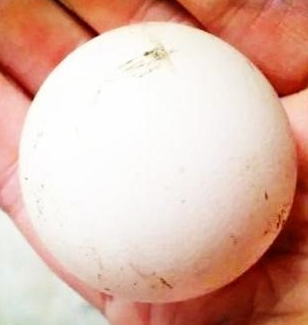 为什么动物们的蛋都是类椭圆形,并且这些类椭圆形都是一头大,一头小?