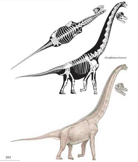从三叠纪到白垩纪恐龙都发生了哪些进化?