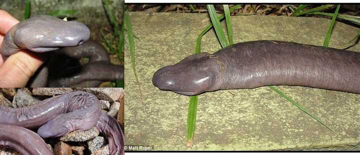 鲜虾味,嘎嘣脆,具体吃法请看:科学松鼠会 五趾双足蚓蜥(是蜥蜴,不是