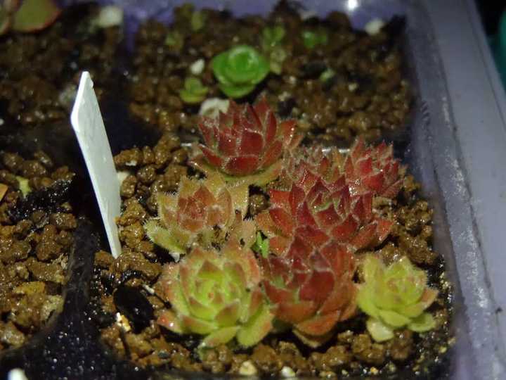 多肉植物怎么养 知乎 多肉植物怎么养 知乎
