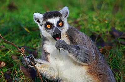 (有shen狐me狸gui?