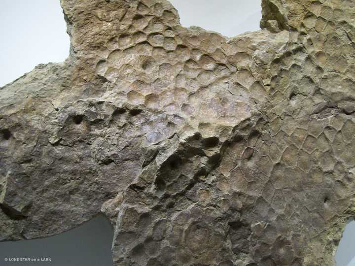 以上只是小部分恐龙的皮肤化石,其实还有许多恐龙都有保留皮肤化石.