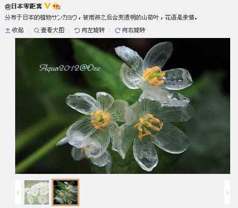 日本山荷叶 在淋雨之后花瓣变成透明的 是真的吗 知乎 日本山荷叶 在淋雨之后花瓣变成透明的 是真的吗 知乎