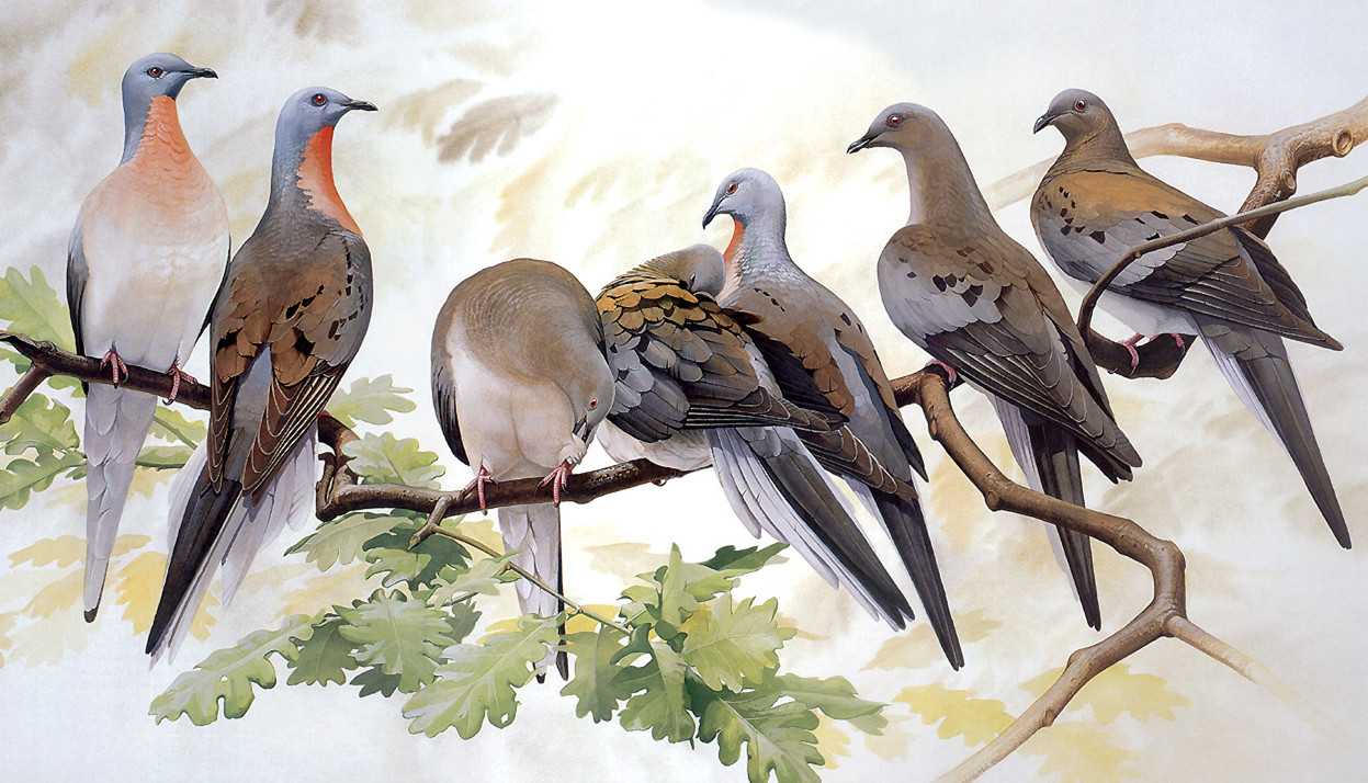 50亿只的庞大生命群，旅鸽是如何灭绝的？