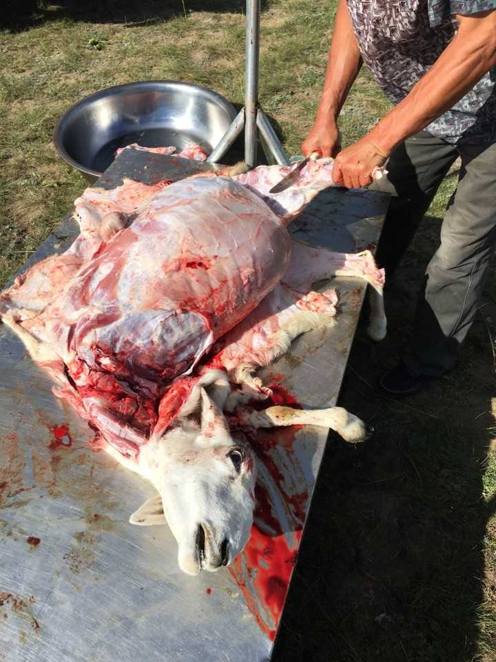 在蒙古草原,有多少只羊才能保证每天都吃肉?