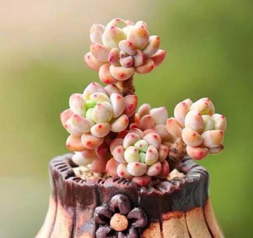 多肉植物的培养土怎么配 知乎 多肉植物的培养土怎么配 知乎