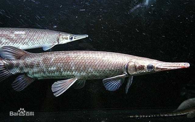 有哪些奇怪的淡水鱼 知乎