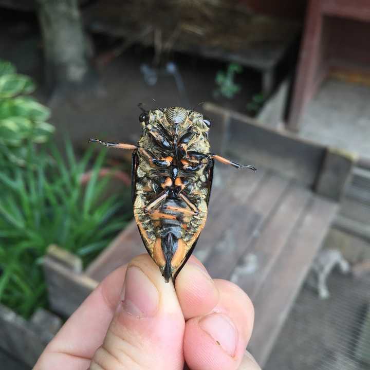 在40度的烈日下,水里还是冰凉舒爽. 水葫芦也可以美到窒息.