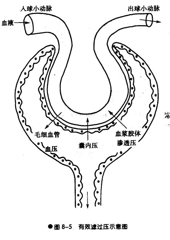 肾脏是如何排泄废物的?