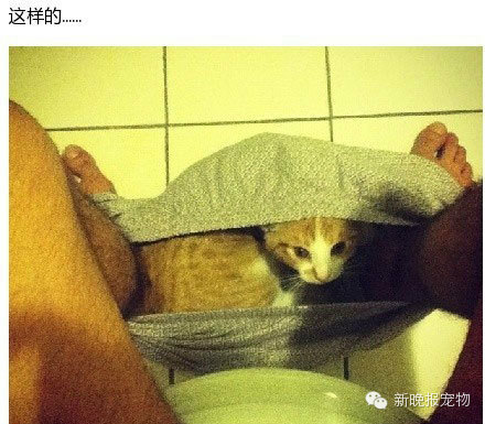 怎么测是否对猫过敏 c0fa36f7094a41d436cb209bb1372bdb_r.jpg