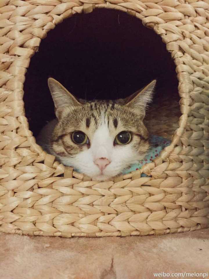 猫有眉毛吗 知乎