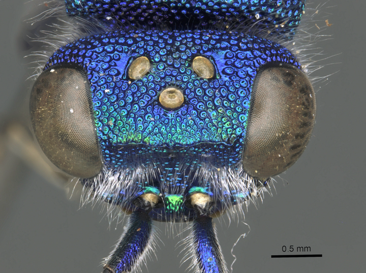 除此之外,大多数昆虫在两只复眼之间还有三只容易被忽略的单眼