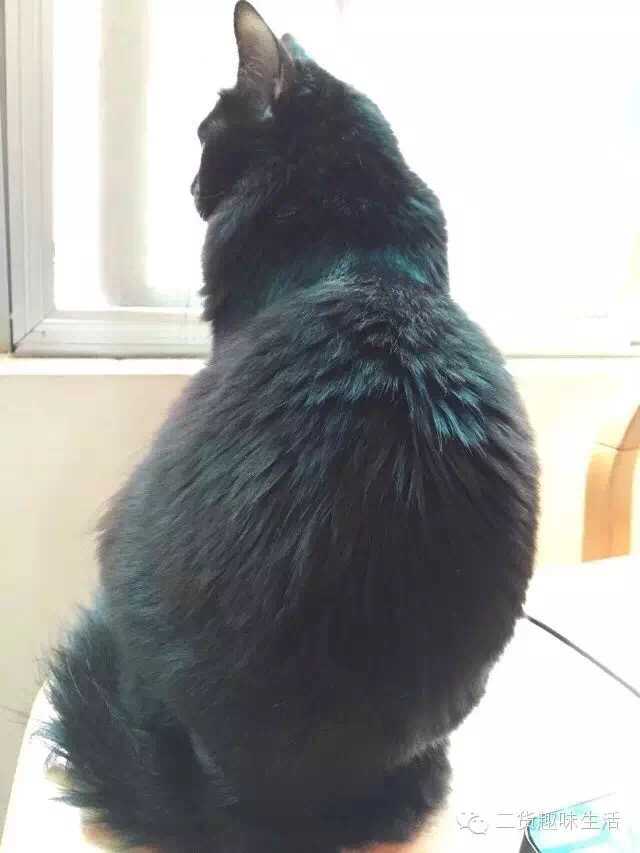养黑猫会带来噩运吗 知乎 养黑猫会带来噩运吗 知乎