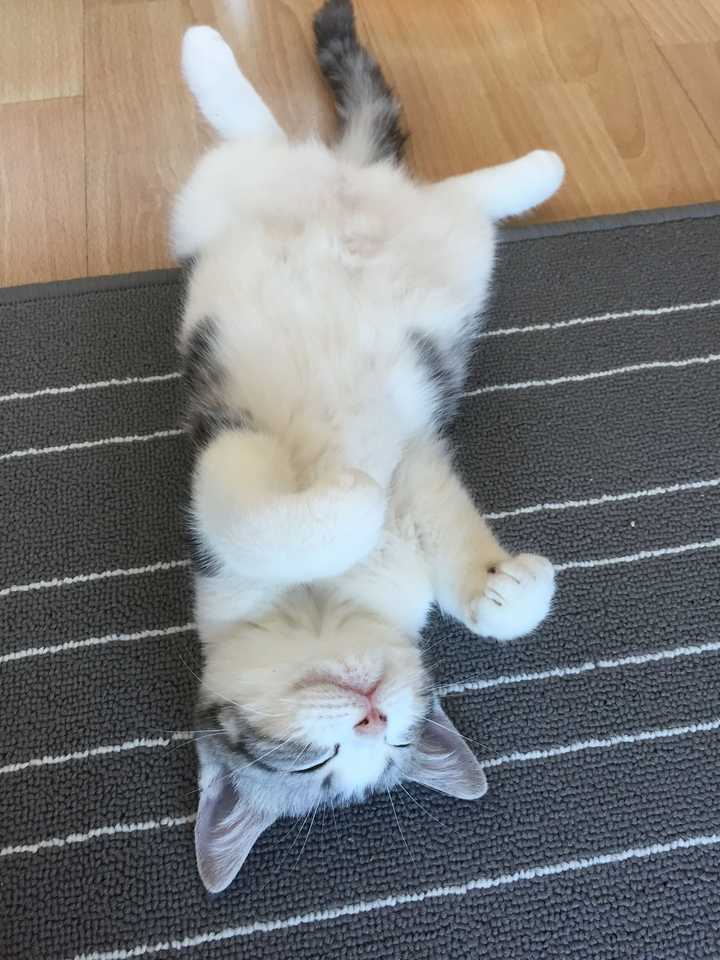什么样的猫才叫做起司猫 知乎 什么样的猫才叫做起司猫 知乎