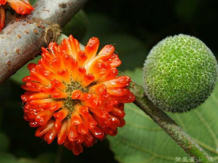 的铺地红,据说有止血功效的红孩儿,还有收麦时最喜欢吃的果实外面长了