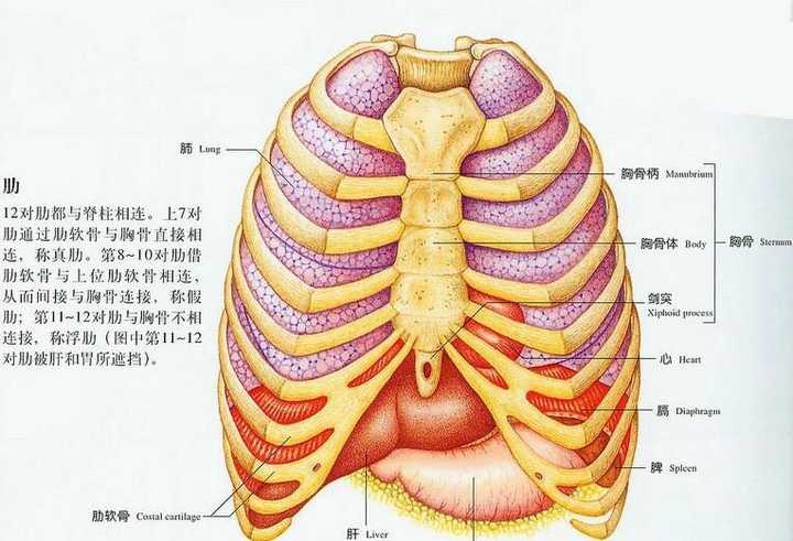 大家怎么理解女人是男人的肋骨这种说法?