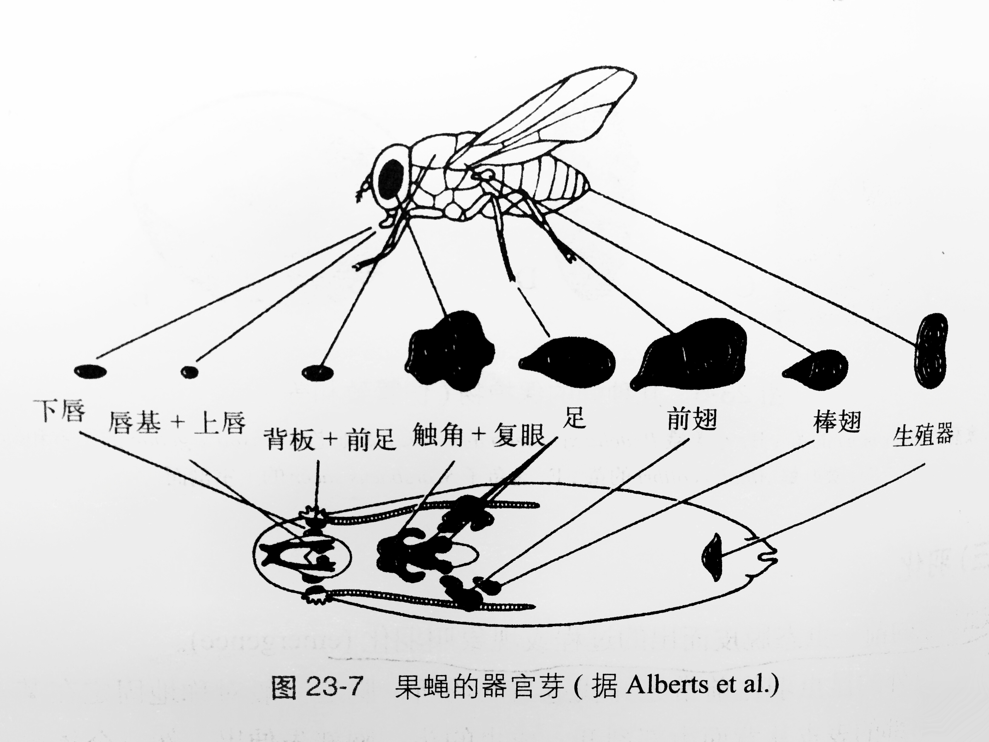 蚜虫奇特的身体构造图片