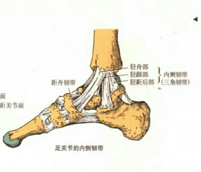 足韧带位置示意图图片