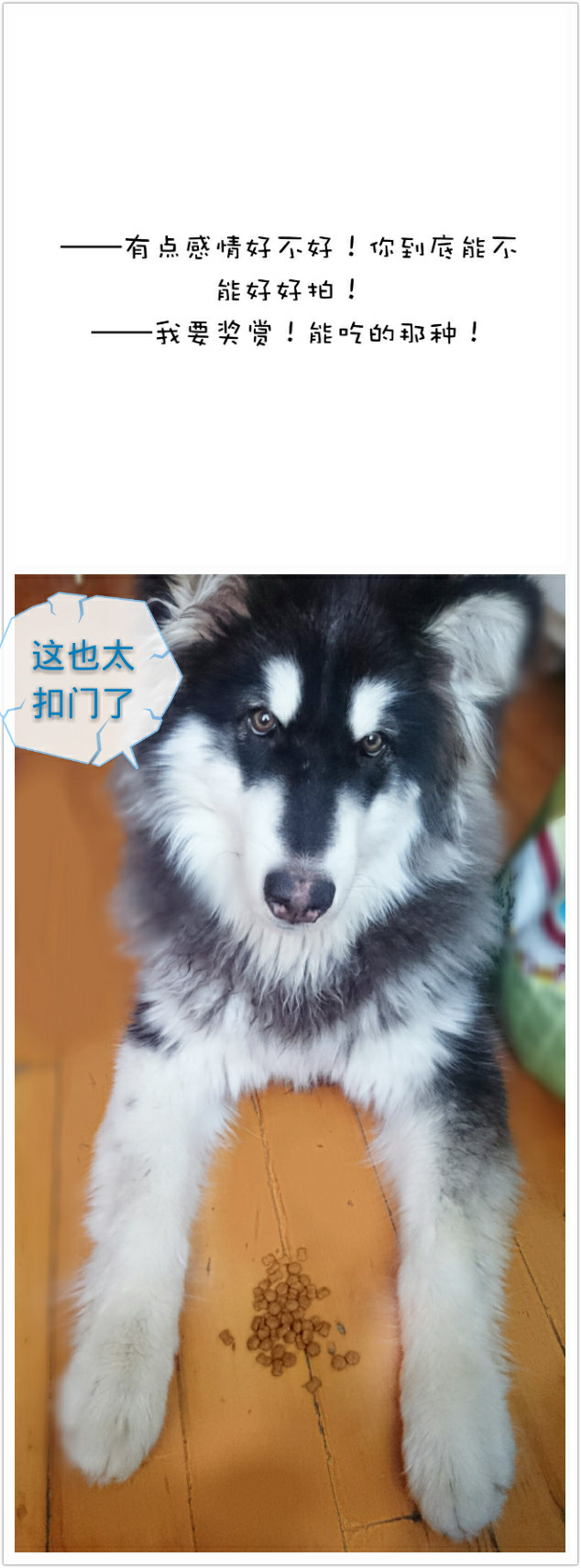 有一只体型大的狗是种什么体验 知乎 有一只体型大的狗是种什么体验 知乎